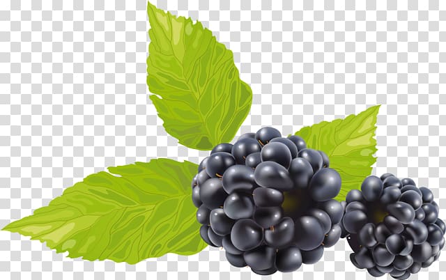 Blackberry transparent background PNG clipart