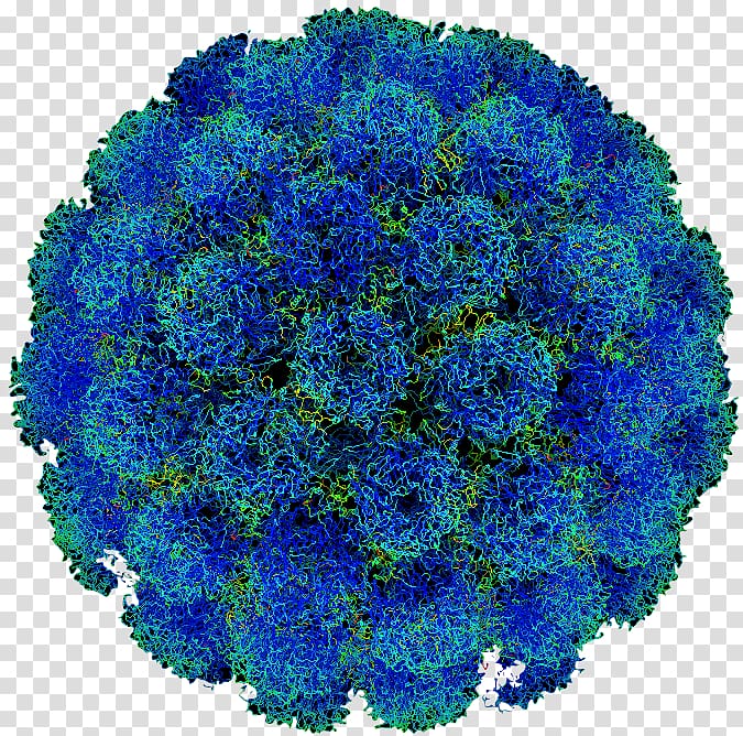 Poliomyelitis Poliovirus Disease Human papillomavirus infection, cartoon of ferocious virus cells transparent background PNG clipart