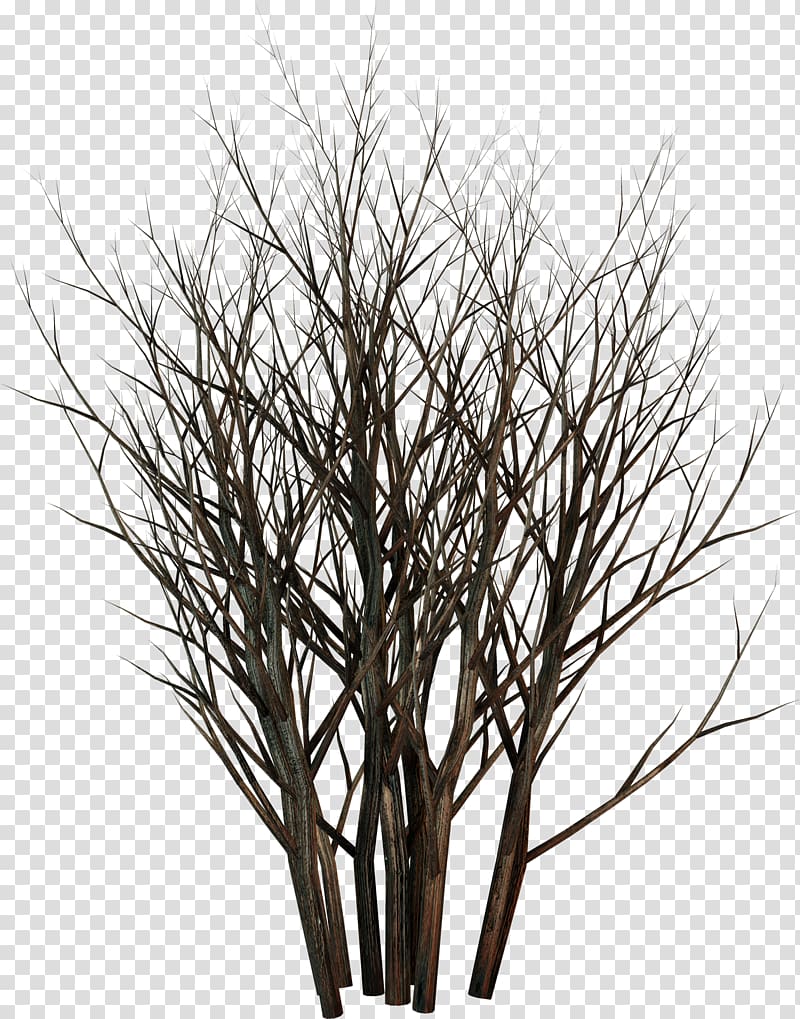 Twig Plant LiveInternet Andrey Tyurin Russia, branches transparent background PNG clipart