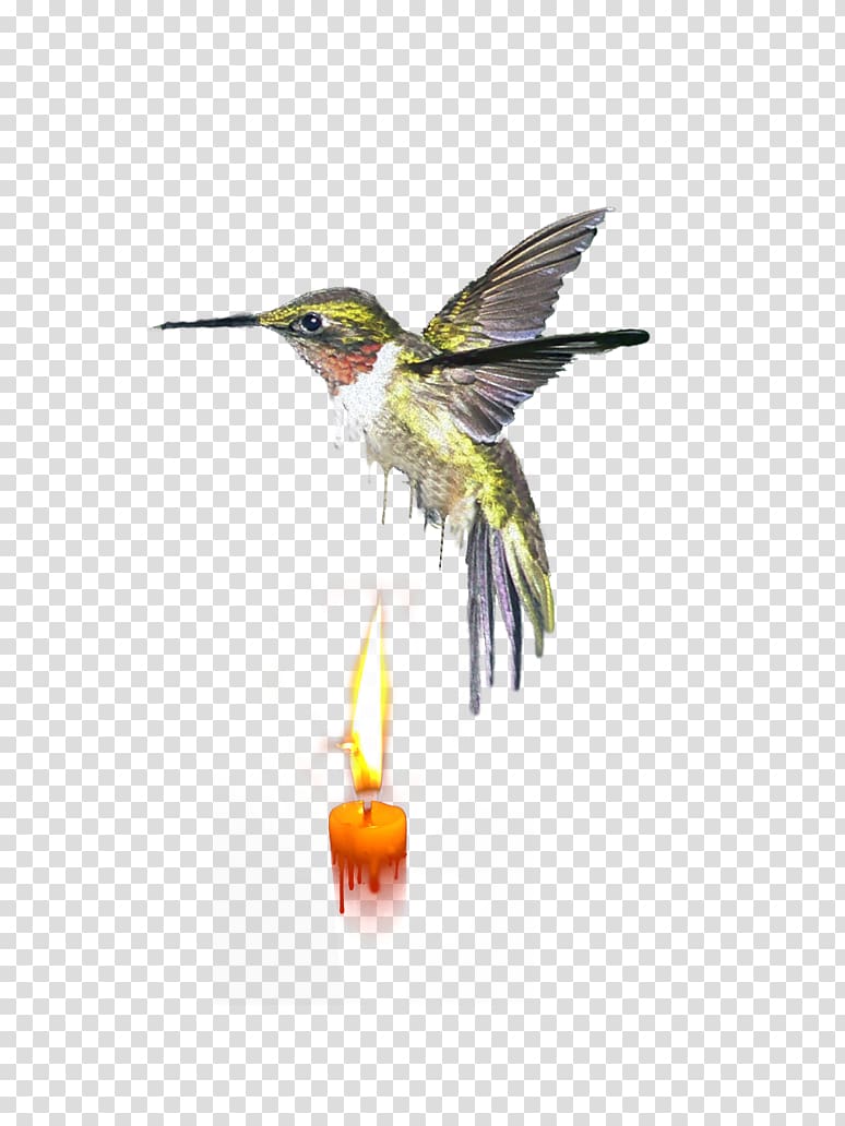 Wing Insect Fauna Feather Hummingbird M, insect transparent background PNG clipart