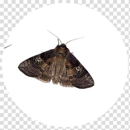 Brush-footed butterflies Brown house moth Butterfly Hofmannophila, butterfly transparent background PNG clipart