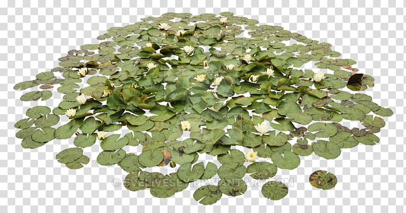 green water lily plants art, Water lilies Pond Aquatic Plants , Waterlily Pond transparent background PNG clipart