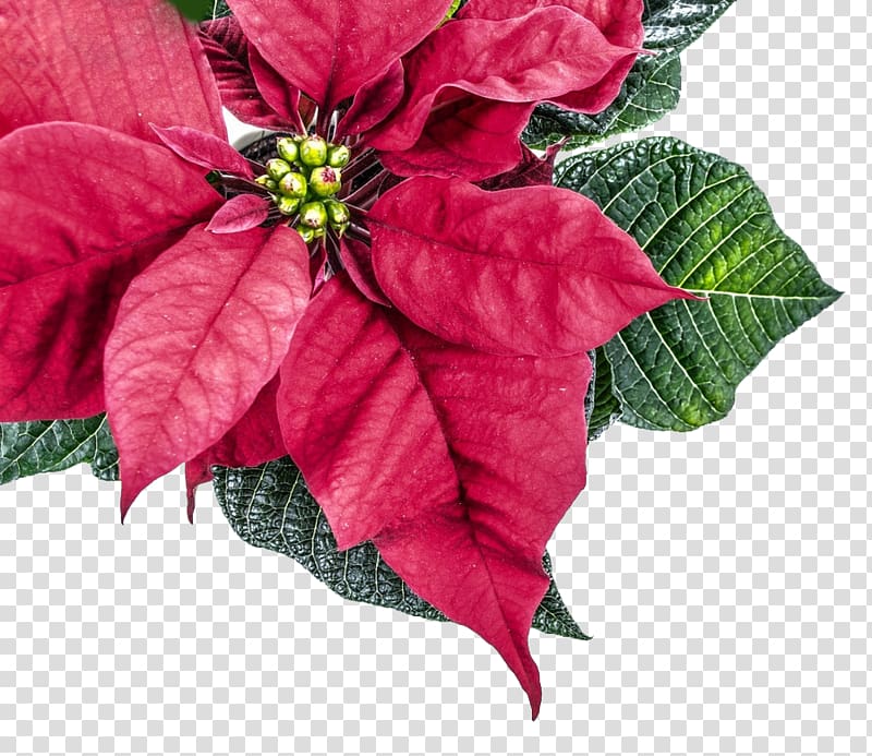 Poinsettia Flower Christmas Plant Leaf, Christmas poinsettia transparent background PNG clipart