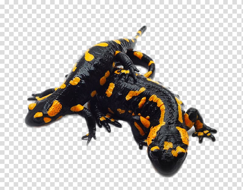 Fire salamander Lizard Reptile Giant salamander, Two giant salamander transparent background PNG clipart