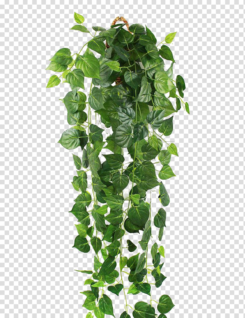 green leafed plant, Parthenocissus tricuspidata Ivy Green Vine Wall, Green tiger transparent background PNG clipart