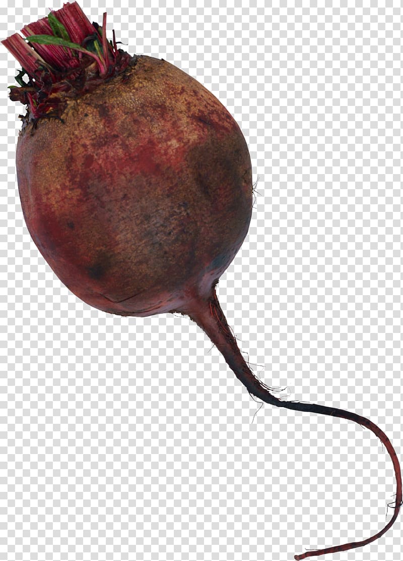 Common beet Beetroot , Beet transparent background PNG clipart