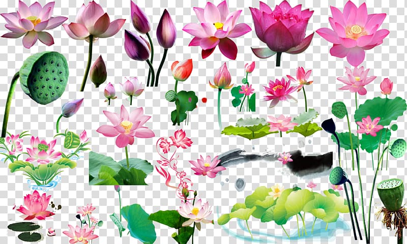 Computer file, Lotus classic material transparent background PNG clipart