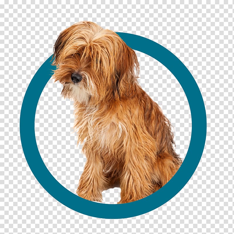 Norfolk Terrier Yorkshire Terrier Sporting Lucas Terrier Morkie Tibetan Terrier, puppy transparent background PNG clipart