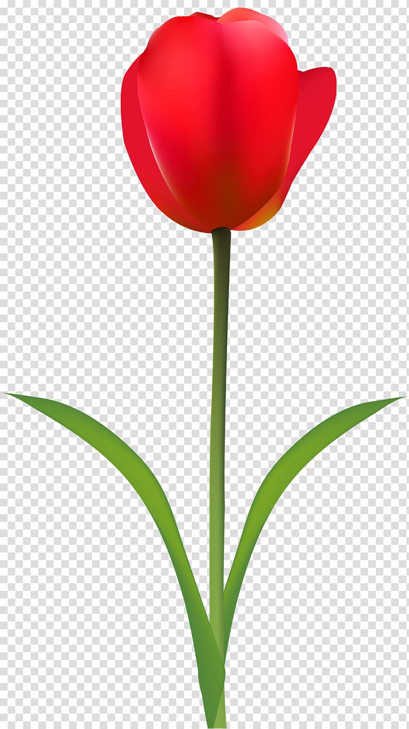 Tulip Red Desktop Flower , tulip transparent background PNG clipart