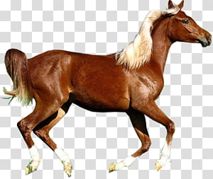Arabian horse Shetland pony Konik Howrse Newfoundland pony, Horses transparent background PNG clipart thumbnail
