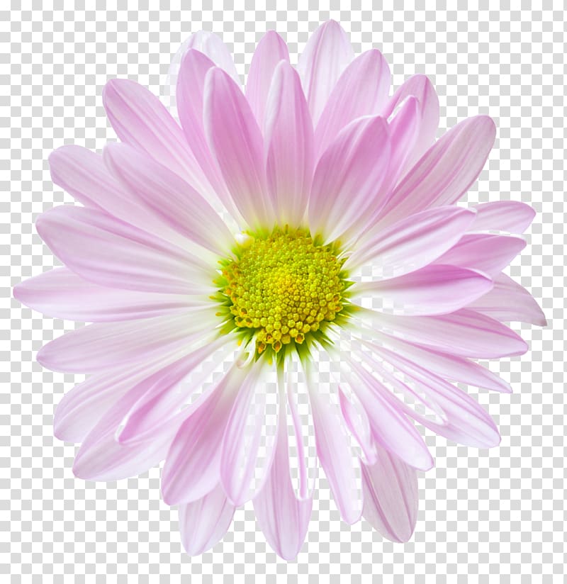 Flower Floral clock .xchng Common daisy, flower transparent background PNG clipart