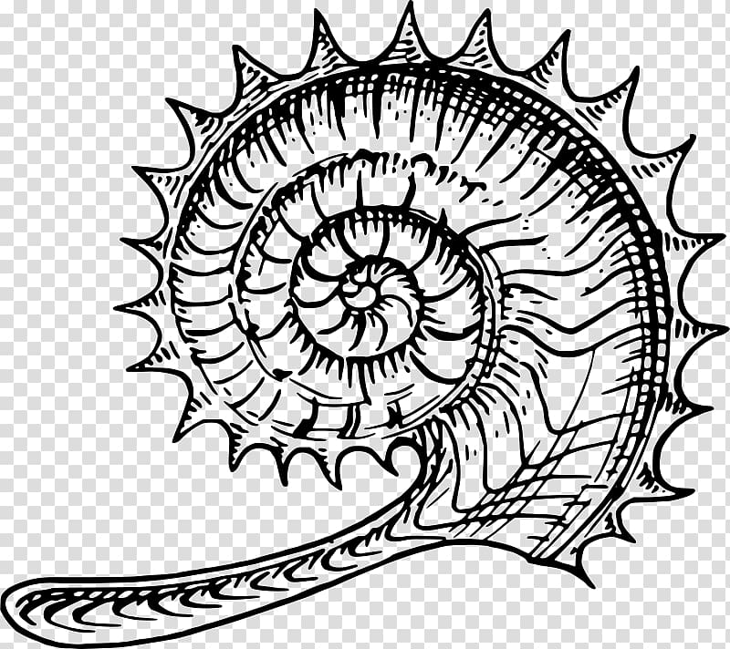 Ammonites Nautilidae , seashell transparent background PNG clipart