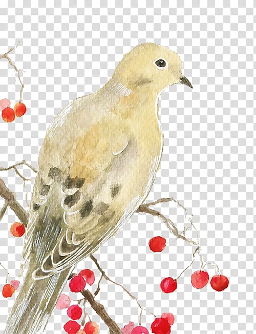 Columbidae Domestic pigeon Squab Computer file, White Pigeon transparent background PNG clipart