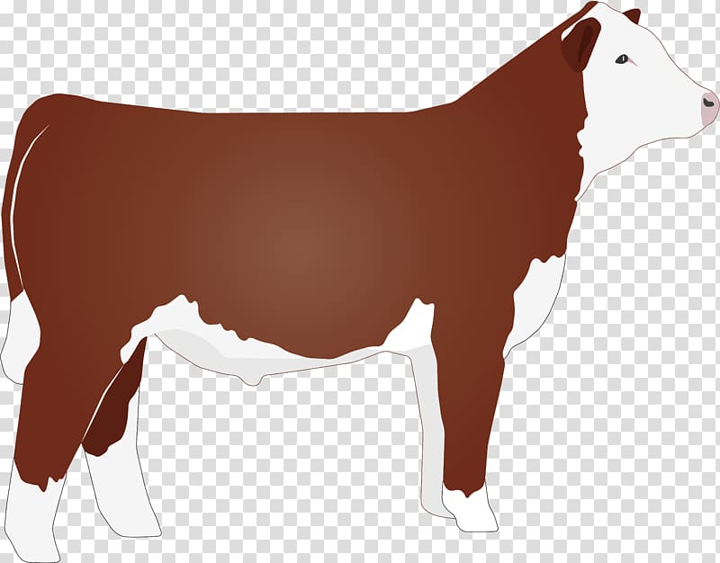 Hereford cattle Beef cattle Angus cattle , agriculture transparent background PNG clipart