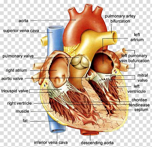 Anatomy of the Heart Anatomy of the Heart Diagram Human body, heart transparent background PNG clipart