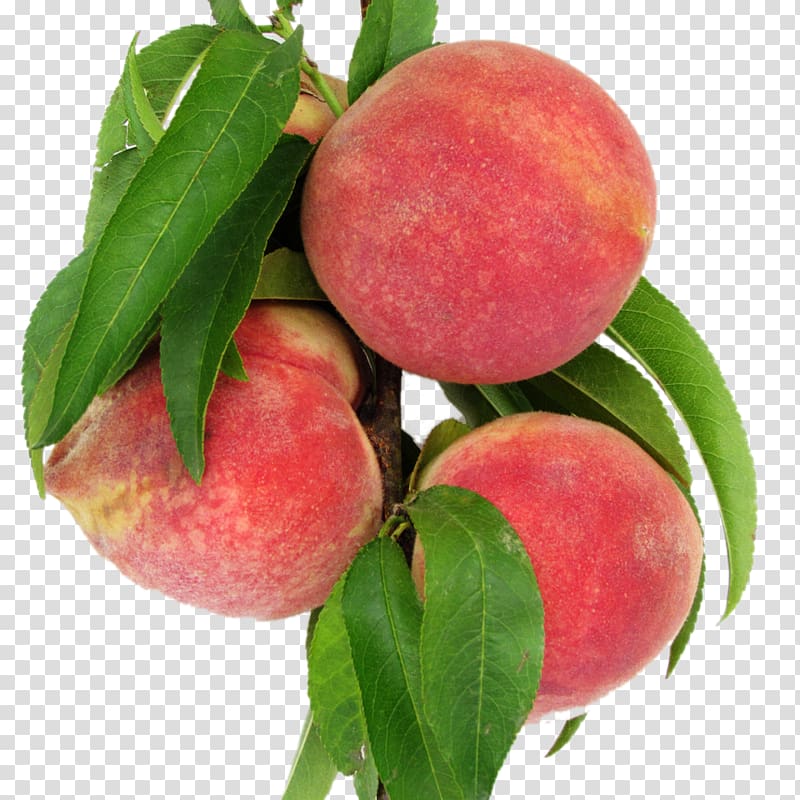 round red fruits , Nectarine Leaf Peach Food, Peach peaches transparent background PNG clipart
