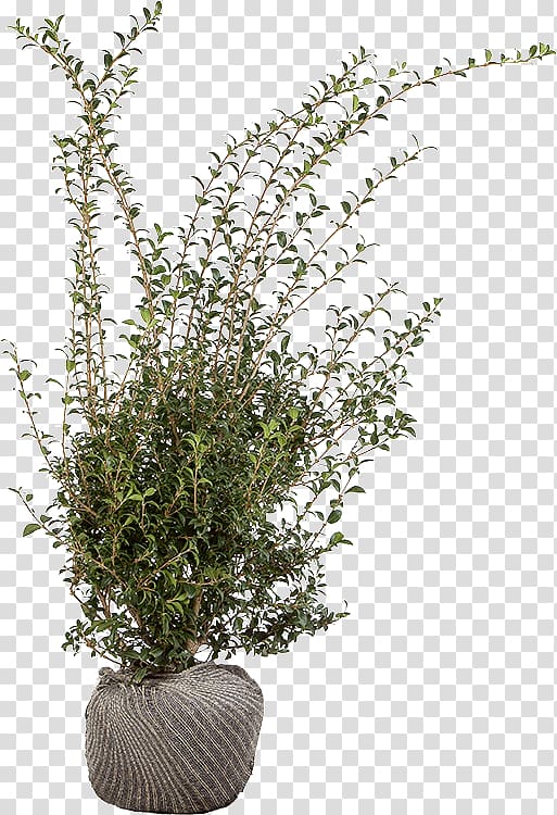 Flowerpot Houseplant Shrub Herb Branching, osmanthus transparent background PNG clipart