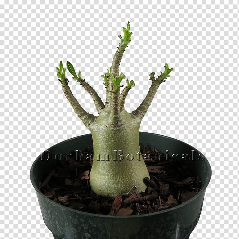 Adenium arabicum Adenium obesum Bonsai Houseplant Flowerpot, plant transparent background PNG clipart