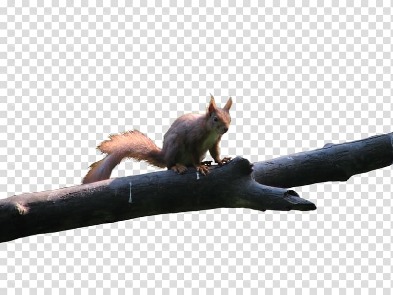 Red squirrel Rodent Bird Tree squirrel, squirrel transparent background PNG clipart