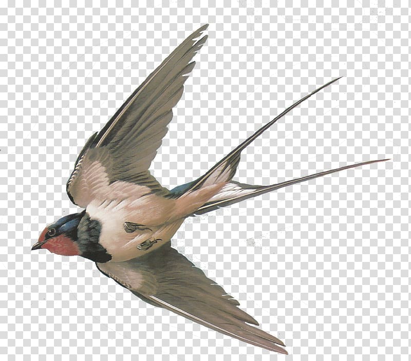 Sparrow Hummingbird American cliff swallow Columbidae, sparrow transparent background PNG clipart