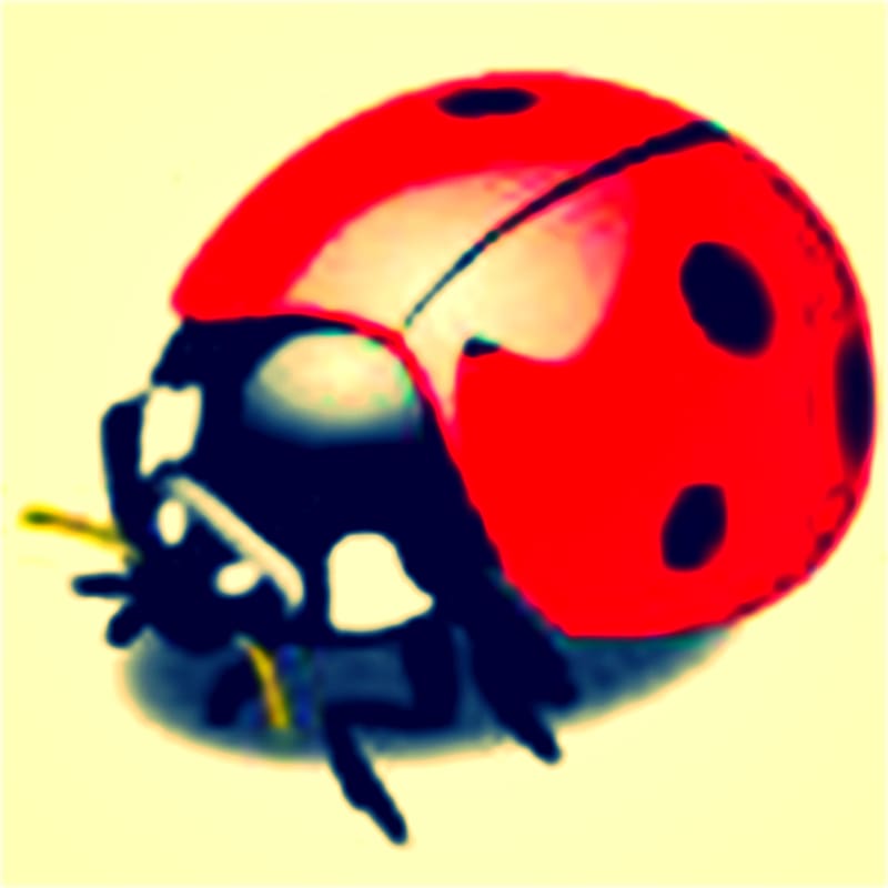 Insect Ladybird Drawing , Bug transparent background PNG clipart