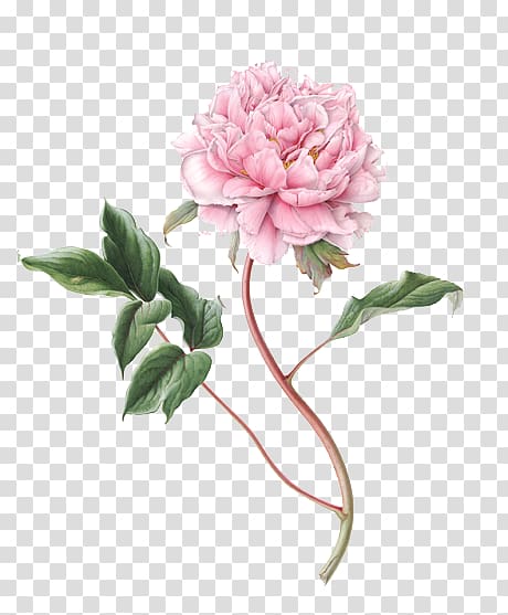 pink flower illustration, Flower Botanical illustration Drawing Botany Illustration, Peony File transparent background PNG clipart