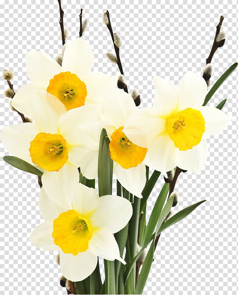 Narcissus tazetta Flower Bulb Petal Tulip, Narcissus transparent background PNG clipart