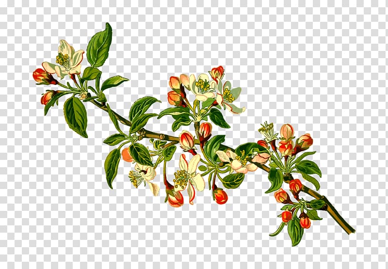 Köhler's Medicinal Plants Malus sylvestris Apple Fruit tree, apple transparent background PNG clipart