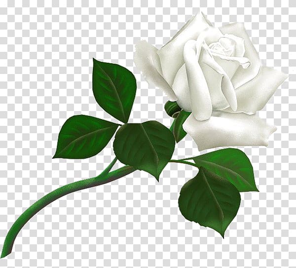 white rose illustration, Rose White , White rose , flower white rose transparent background PNG clipart