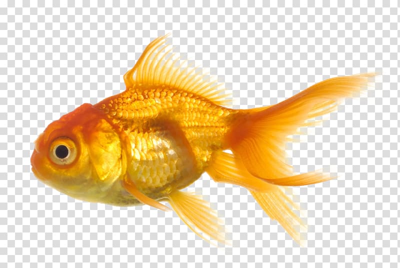 Common goldfish Portable Network Graphics Common carp , fish transparent background PNG clipart