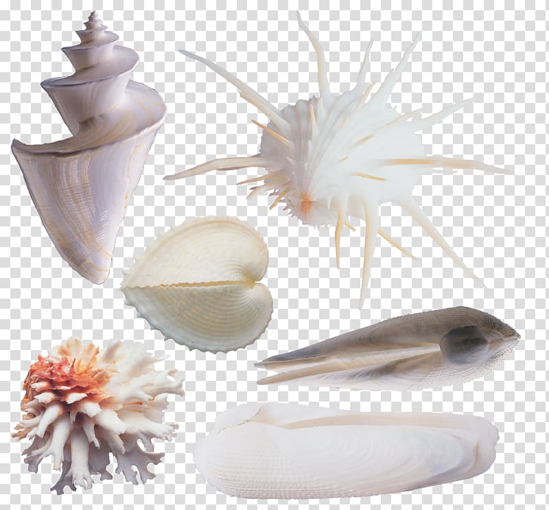 Seashell Sea snail , Various conch transparent background PNG clipart