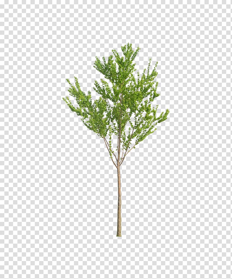 cypress trees transparent background PNG clipart