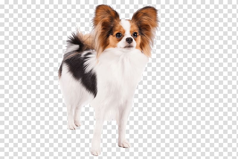 Papillon dog Jack Russell Terrier Pug German Shepherd Maltese dog, Papillon transparent background PNG clipart