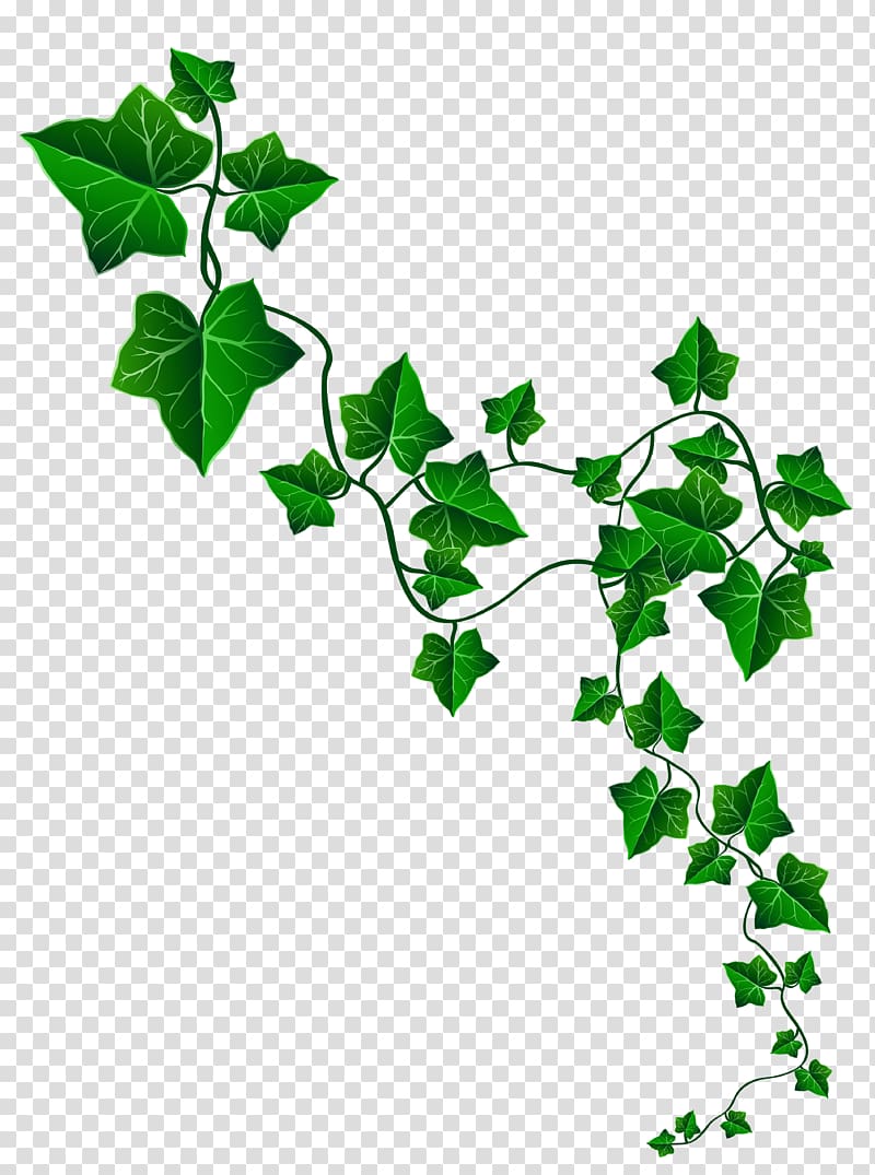 European Union Interreg Volunteering Youth, Vine Ivy Decoration , devil's ivy plant illustration transparent background PNG clipart