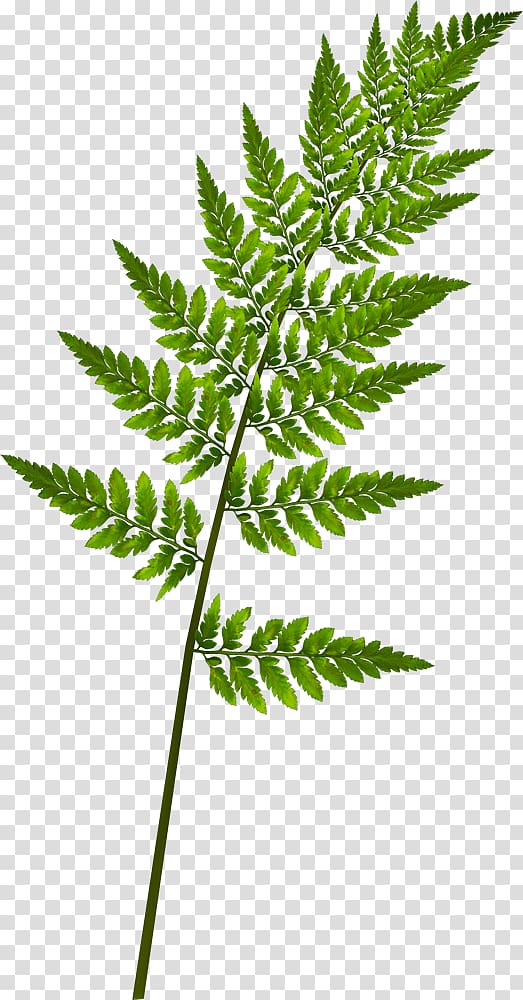 Fern Burknar Leaf Vascular plant, Leaf transparent background PNG clipart