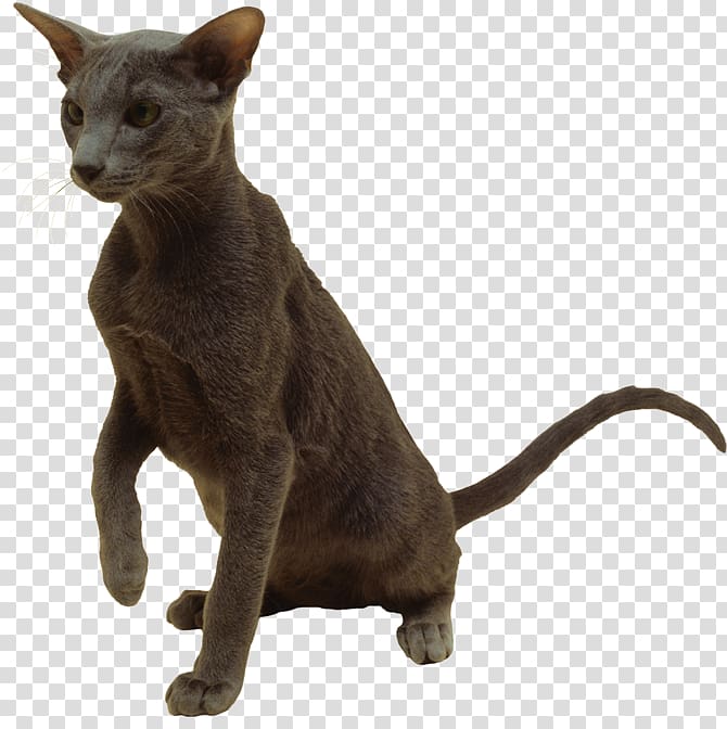 Domestic short-haired cat Havana Brown Burmese cat Korat Whiskers, kitten transparent background PNG clipart