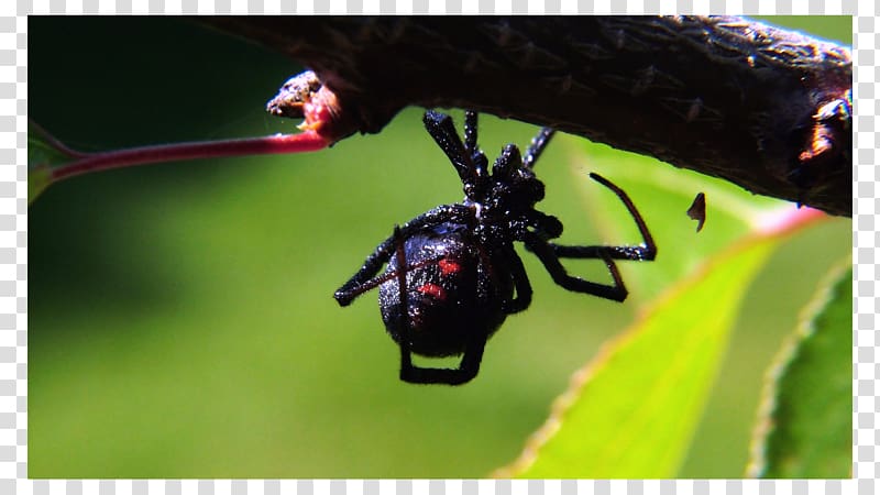 Brown recluse spider Southern black widow Cockroach Pest Control, Black Widow transparent background PNG clipart