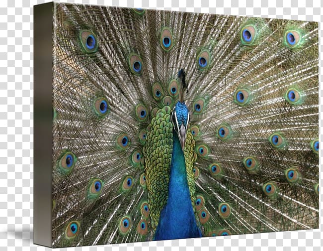 Asiatic peafowl Bird Galliformes Feather, peacock transparent background PNG clipart