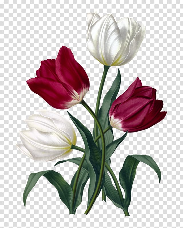 Tulip Haarlem Cut flowers Floral design Botanical illustration, tulip transparent background PNG clipart