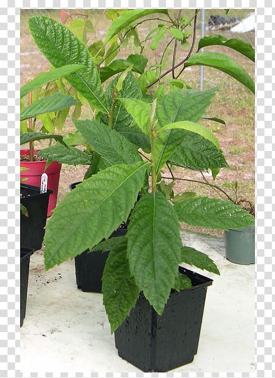 Loquat Plum Fruit tree Leaf, plum transparent background PNG clipart