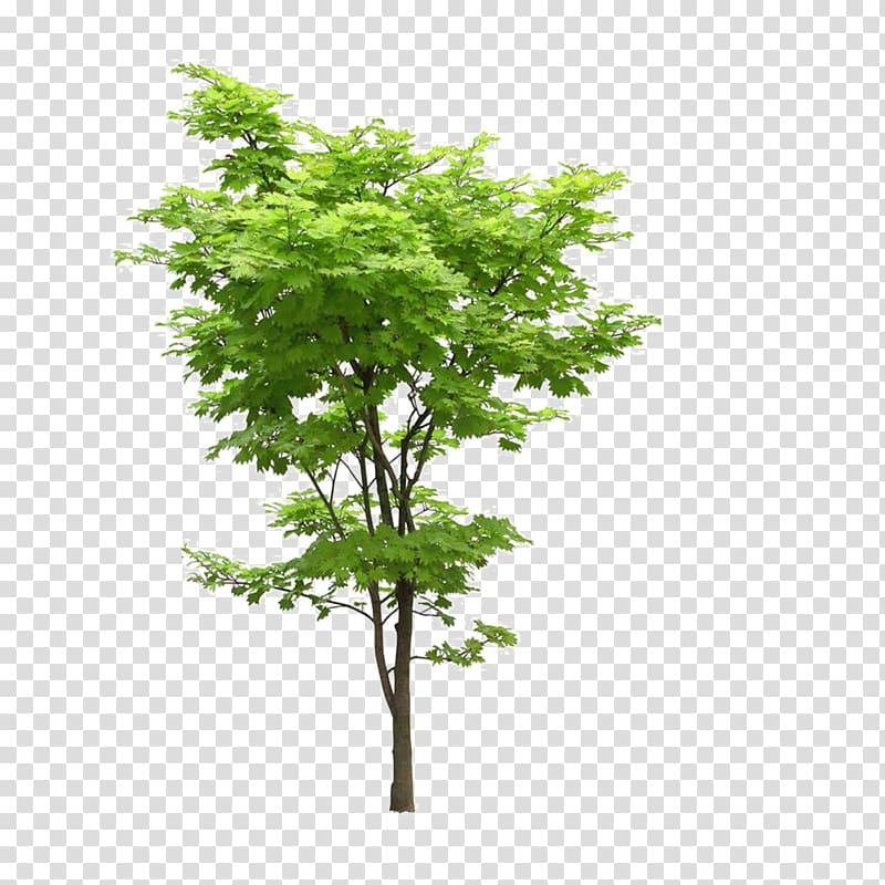 green tree illustration, Japanese maple Tree Acer truncatum Acer oliverianum var. nakaharai, Landscape foreground tree transparent background PNG clipart