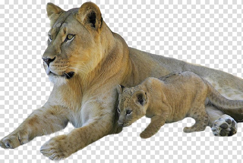 Sphynx cat Lion Cubs Kitten Tiger, cheetah transparent background PNG clipart