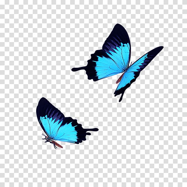 Butterfly Icon, Light blue butterfly fly transparent background PNG clipart
