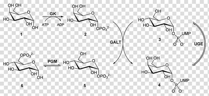 Galactose-1-phosphate uridylyltransferase Glycolysis Glucose 1-phosphate Galactose 1-phosphate, Uridine Diphosphate Galactose transparent background PNG clipart