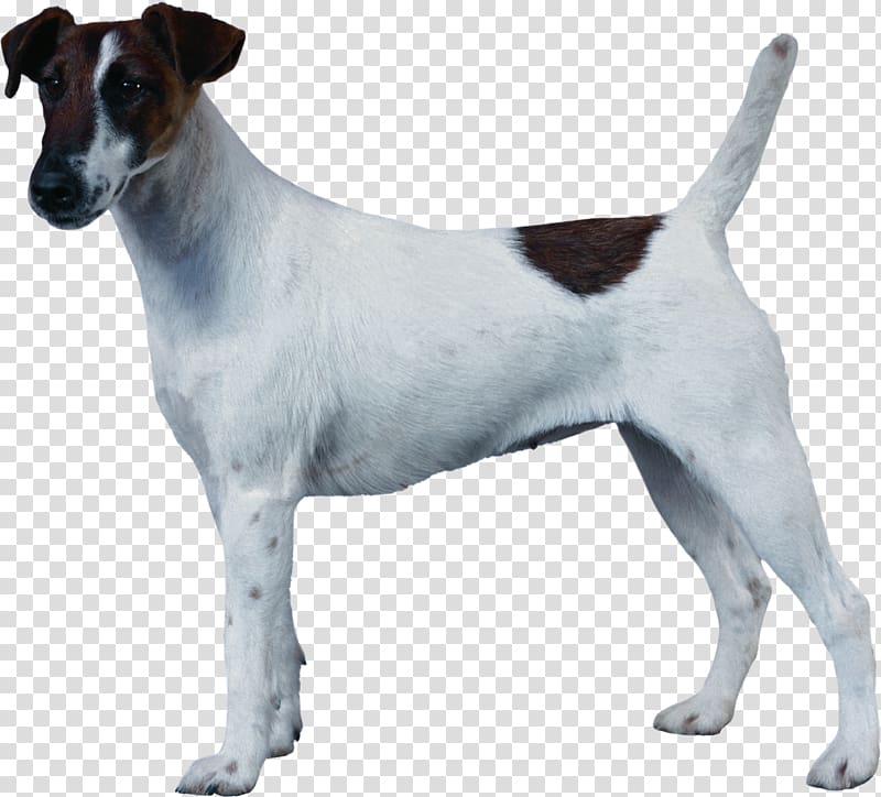 Jack Russell Terrier Smooth Fox Terrier Miniature Fox Terrier Tenterfield Terrier Chilean Terrier, others transparent background PNG clipart