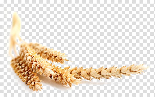 wheat grain , Common wheat Maize Cereal Bran Oat, Wheat rice transparent background PNG clipart