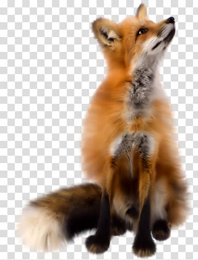 Fox transparent background PNG clipart