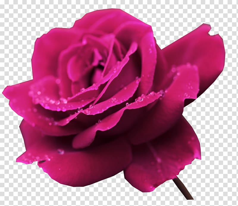 1080p Rose Flower Ultra-high-definition television, I transparent background PNG clipart