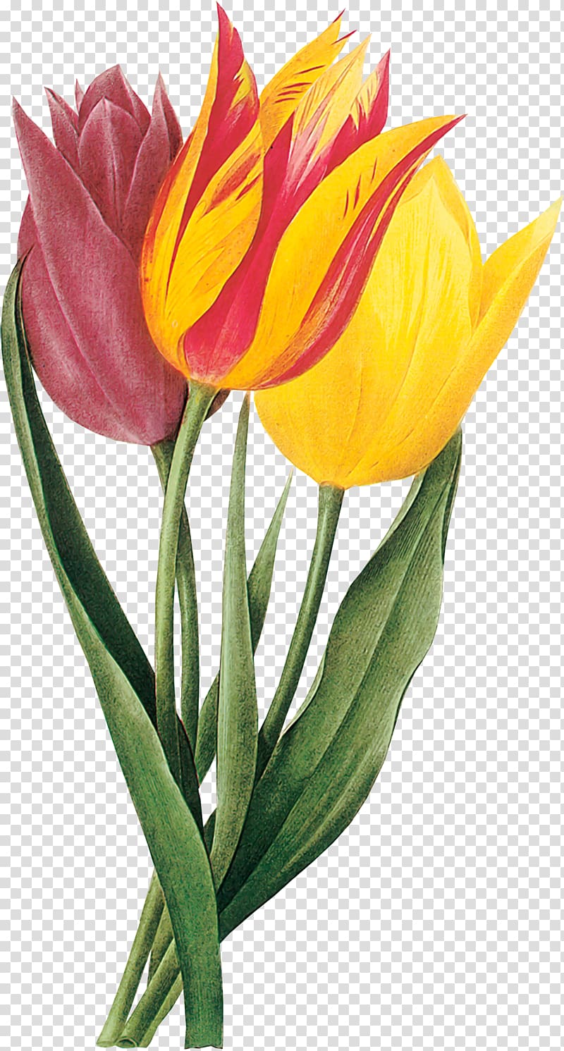 Indira Gandhi Memorial Tulip Garden Drawing , daffodils transparent background PNG clipart