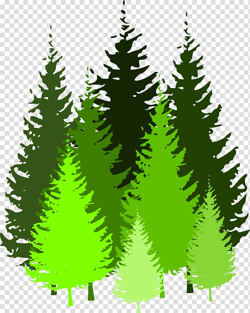Forest Pine , fir-tree transparent background PNG clipart